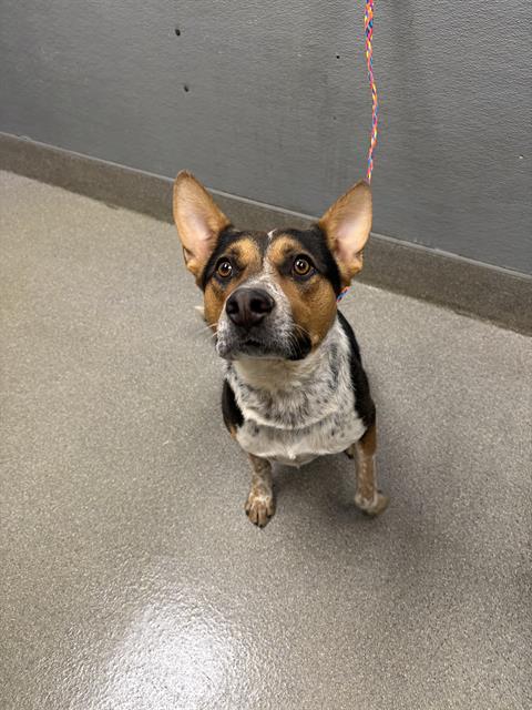 adoptable Dog in Las Vegas, NV named SHARKY