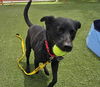 adoptable Dog in  named JAX