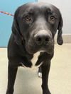 adoptable Dog in  named MILO