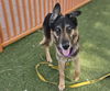 adoptable Dog in  named HONEYDEW