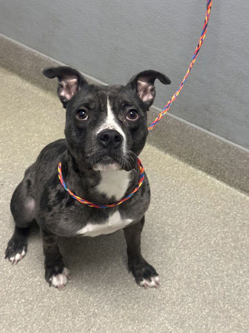 adoptable Dog in Las Vegas, NV named *JUNE BUG