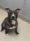 adoptable Dog in  named *JUNE BUG