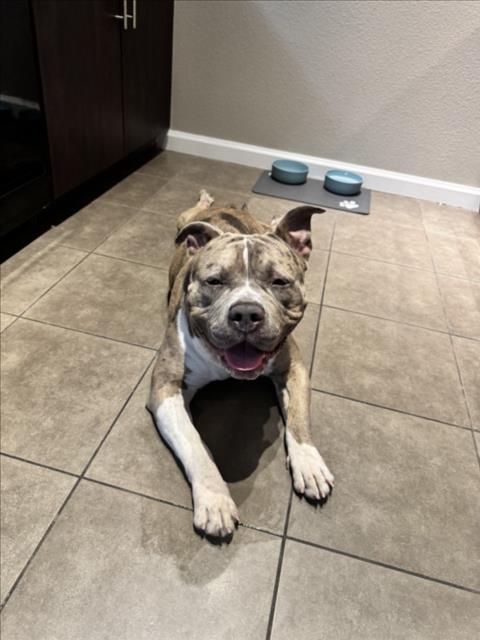adoptable Dog in Las Vegas, NV named ORLANDO