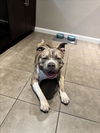 adoptable Dog in  named ORLANDO