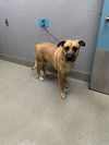 adoptable Dog in Las Vegas, NV named CHOCOLATE