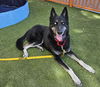 adoptable Dog in Las Vegas, NV named MONTANA