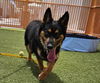 adoptable Dog in Las Vegas, NV named *LOLA