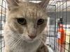adoptable Cat in Las Vegas, NV named * STEVEN ROGERS