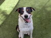 adoptable Dog in  named *MR