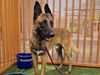 adoptable Dog in Las Vegas, NV named *LEONIDES