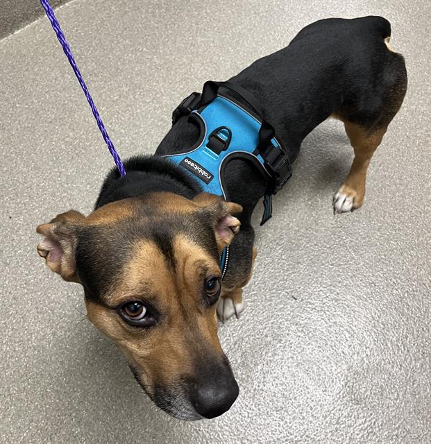 adoptable Dog in Las Vegas, NV named ARES