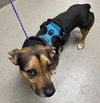 adoptable Dog in  named ARES