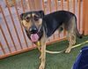 adoptable Dog in Las Vegas, NV named *MAVRICK