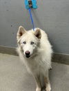 adoptable Dog in  named SKYLIE