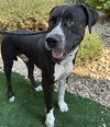 adoptable Dog in  named *HAGEN