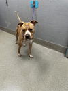 adoptable Dog in  named *MARKIE