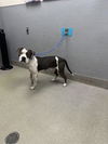 adoptable Dog in  named *JACK