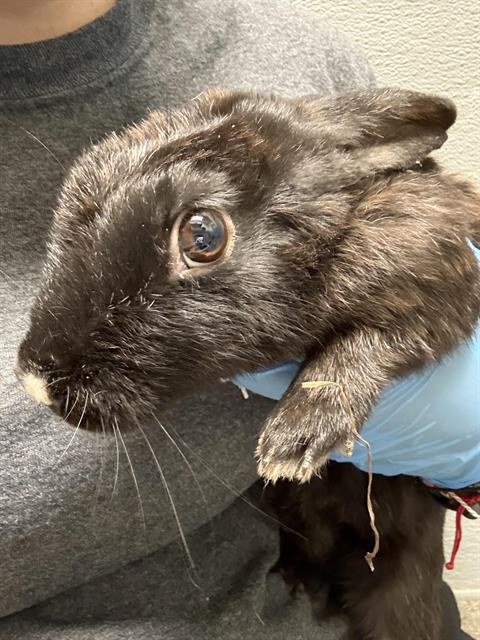 adoptable Rabbit in Las Vegas, NV named *ANGELICA