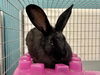 adoptable Rabbit in  named *PEGGY