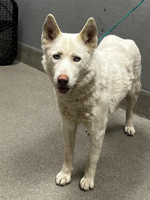 adoptable Dog in Las Vegas, NV named *LILY