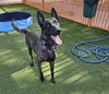 adoptable Dog in  named *BAZERK