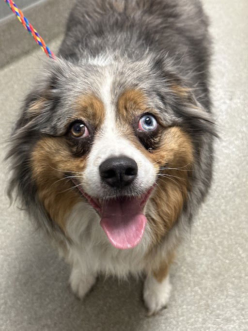 adoptable Dog in Las Vegas, NV named *JUSTICE