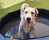 adoptable Dog in  named *TULIP