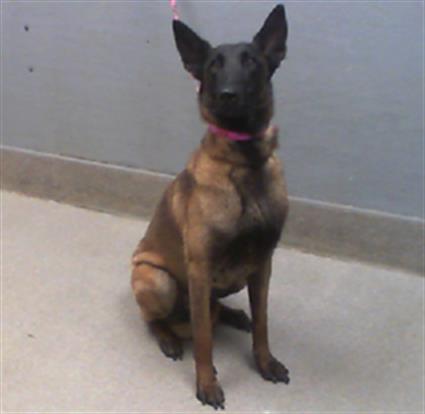 adoptable Dog in Las Vegas, NV named *KITKAT