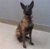adoptable Dog in  named *KITKAT