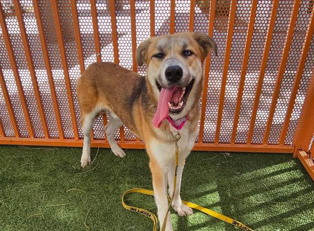 adoptable Dog in Las Vegas, NV named *DOUG