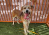 adoptable Dog in  named *DOUG
