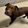 adoptable Dog in  named *CRASH