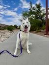 adoptable Dog in  named *CLOUD