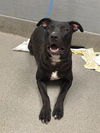 adoptable Dog in  named *RANDY