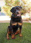adoptable Dog in  named *BUFORD