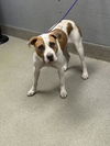 adoptable Dog in  named *MALIBU