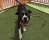 adoptable Dog in  named BUSTER