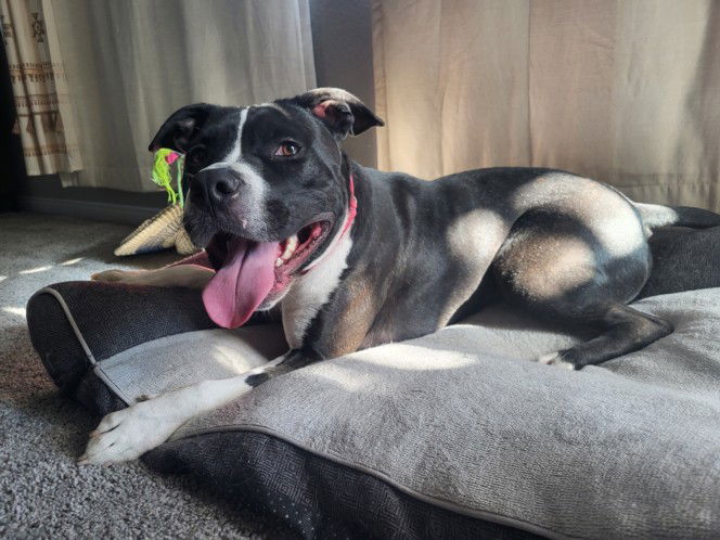 adoptable Dog in Las Vegas, NV named BUSTER