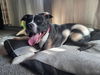 adoptable Dog in , NV named BUSTER