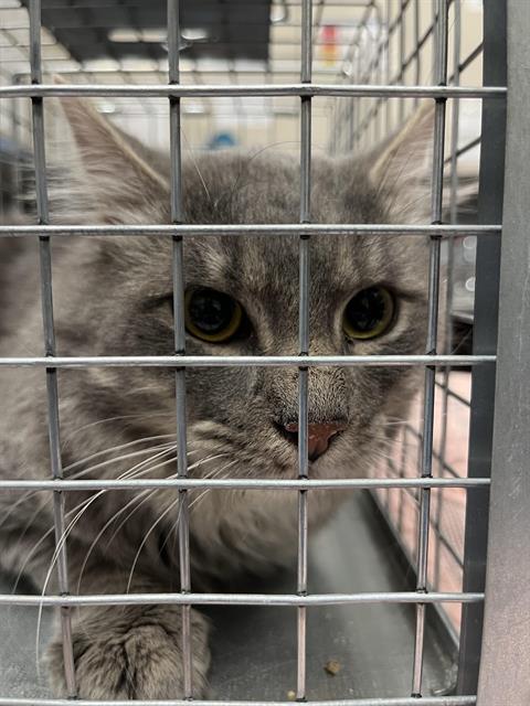 adoptable Cat in Las Vegas, NV named *FISHER