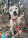 adoptable Dog in Las Vegas, NV named *BRIDGETTE