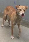adoptable Dog in  named *HAMMY