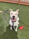 adoptable Dog in Las Vegas, NV named FLEX