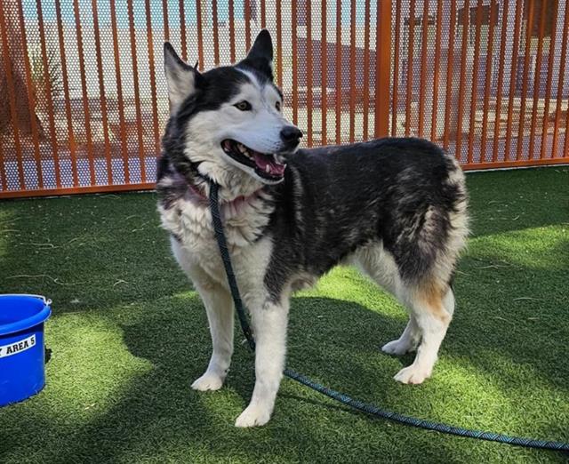 adoptable Dog in Las Vegas, NV named *MARGE