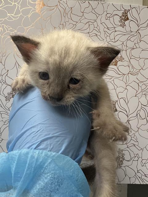 adoptable Cat in Las Vegas, NV named *MALFOY