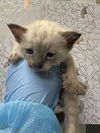 adoptable Cat in Las Vegas, NV named *MALFOY