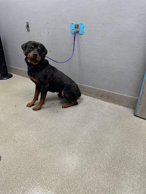 adoptable Dog in Las Vegas, NV named THOR