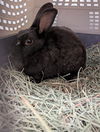 adoptable Rabbit in Las Vegas, NV named *FIONA
