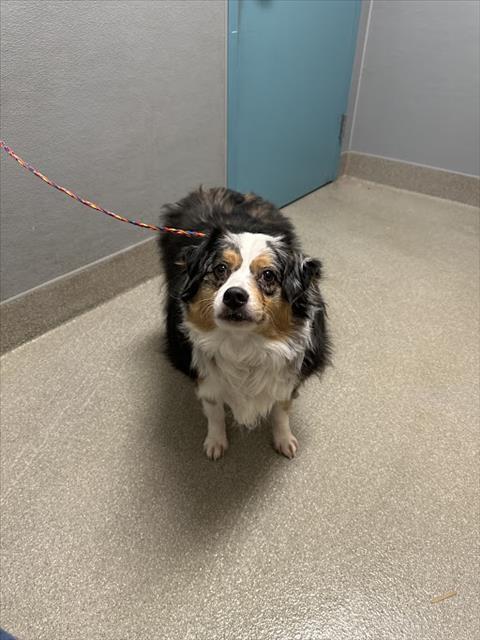 adoptable Dog in Las Vegas, NV named *AUSTIN