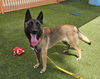 adoptable Dog in  named *ASHLEE